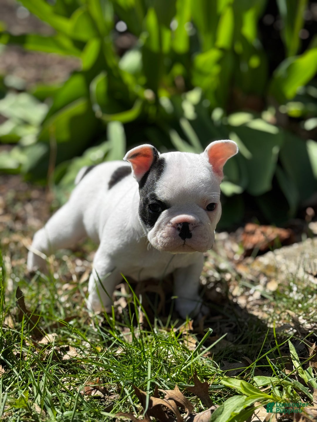 French Bulldog dogs for sale: French Bulldog Puppy 1 “Seamus” - Ad 5