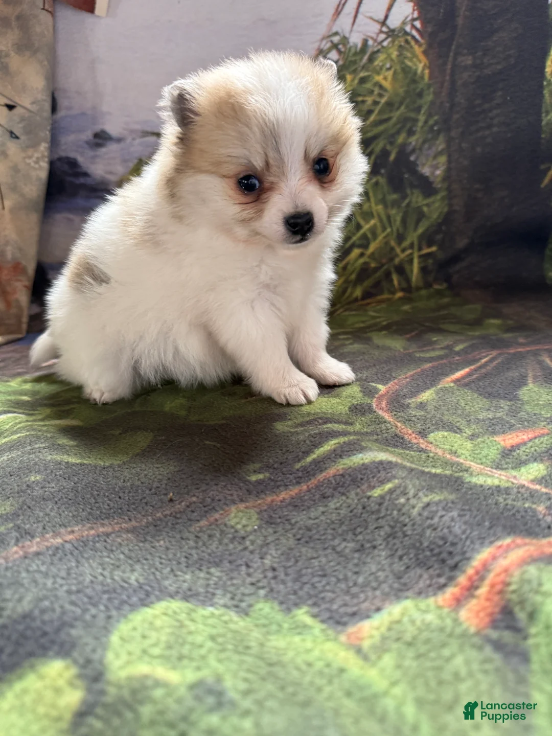 Pomeranian dogs for sale: Russel - Ad 17