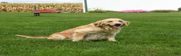 Golden Retriever dogs for sale: Buck - Ad 4