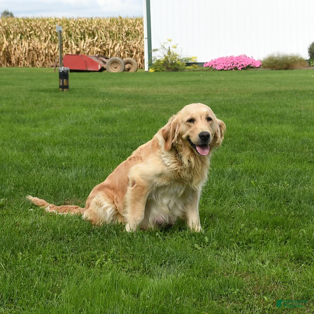 Golden Retriever dogs for sale: Buck - Ad 4