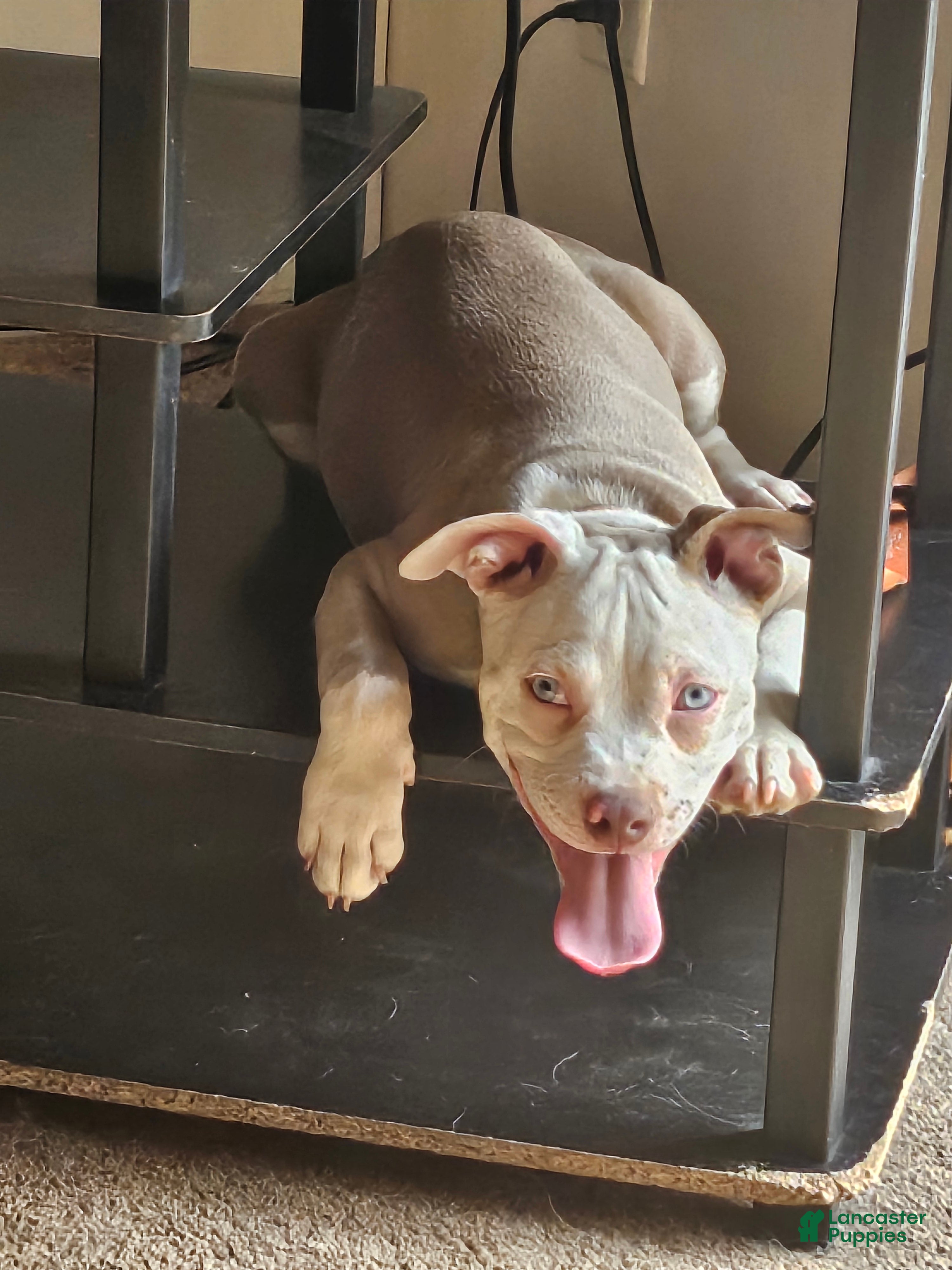 American Bully dogs American Bully 1 - Ad 2