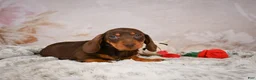 Miniature Dachshund dogs for sale: Simon - Ad 5