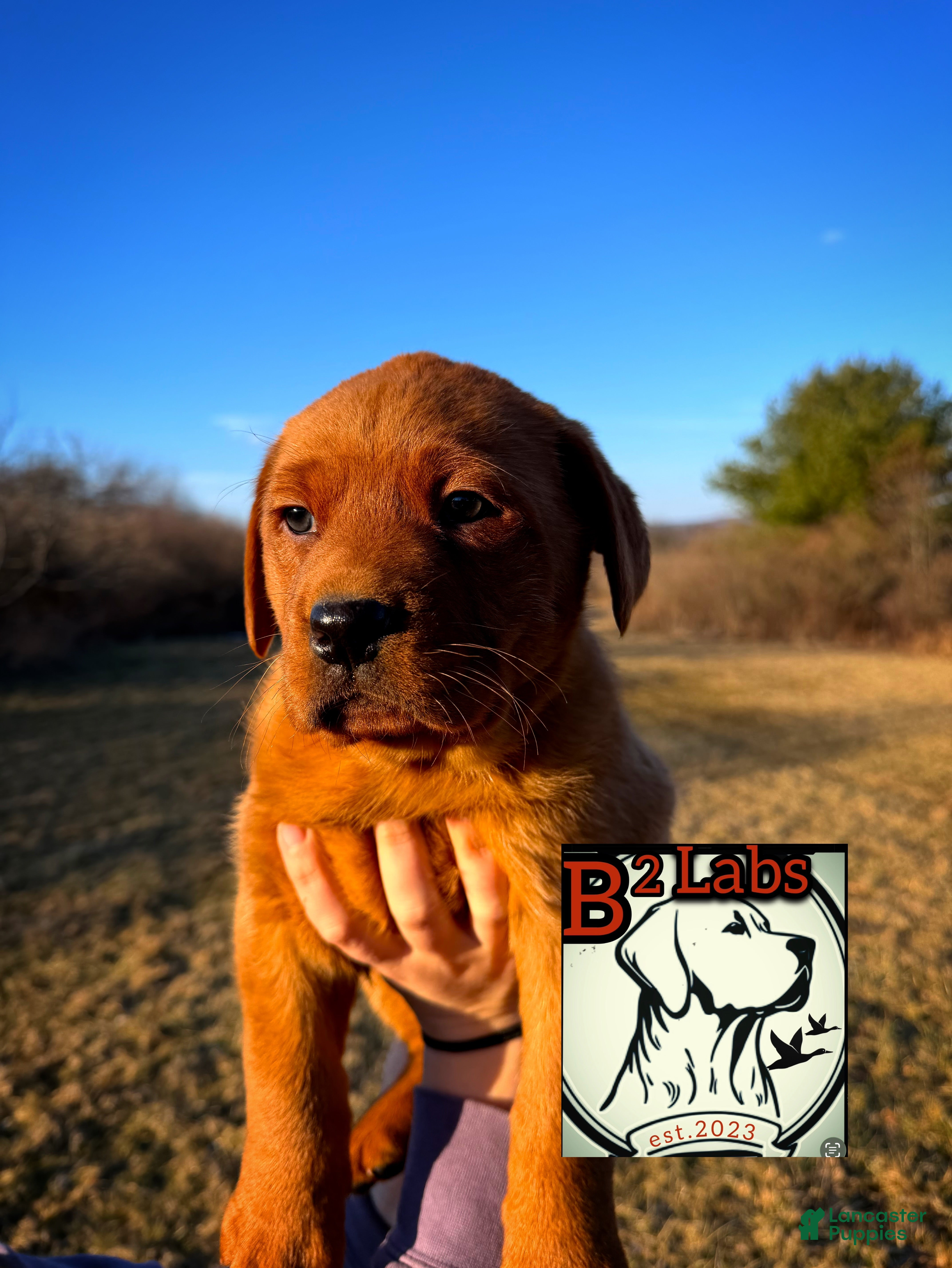 Labrador Retriever dogs Diesel  - Ad 1