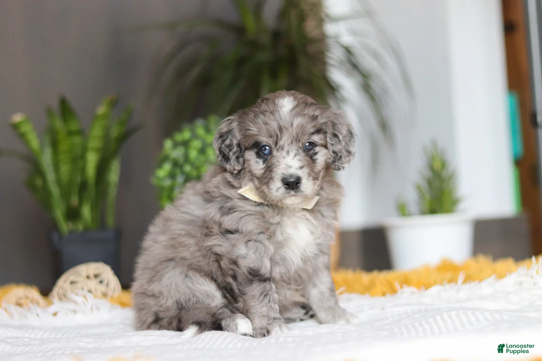 Mixed Breed dogs for sale: Canyon - Ad 2