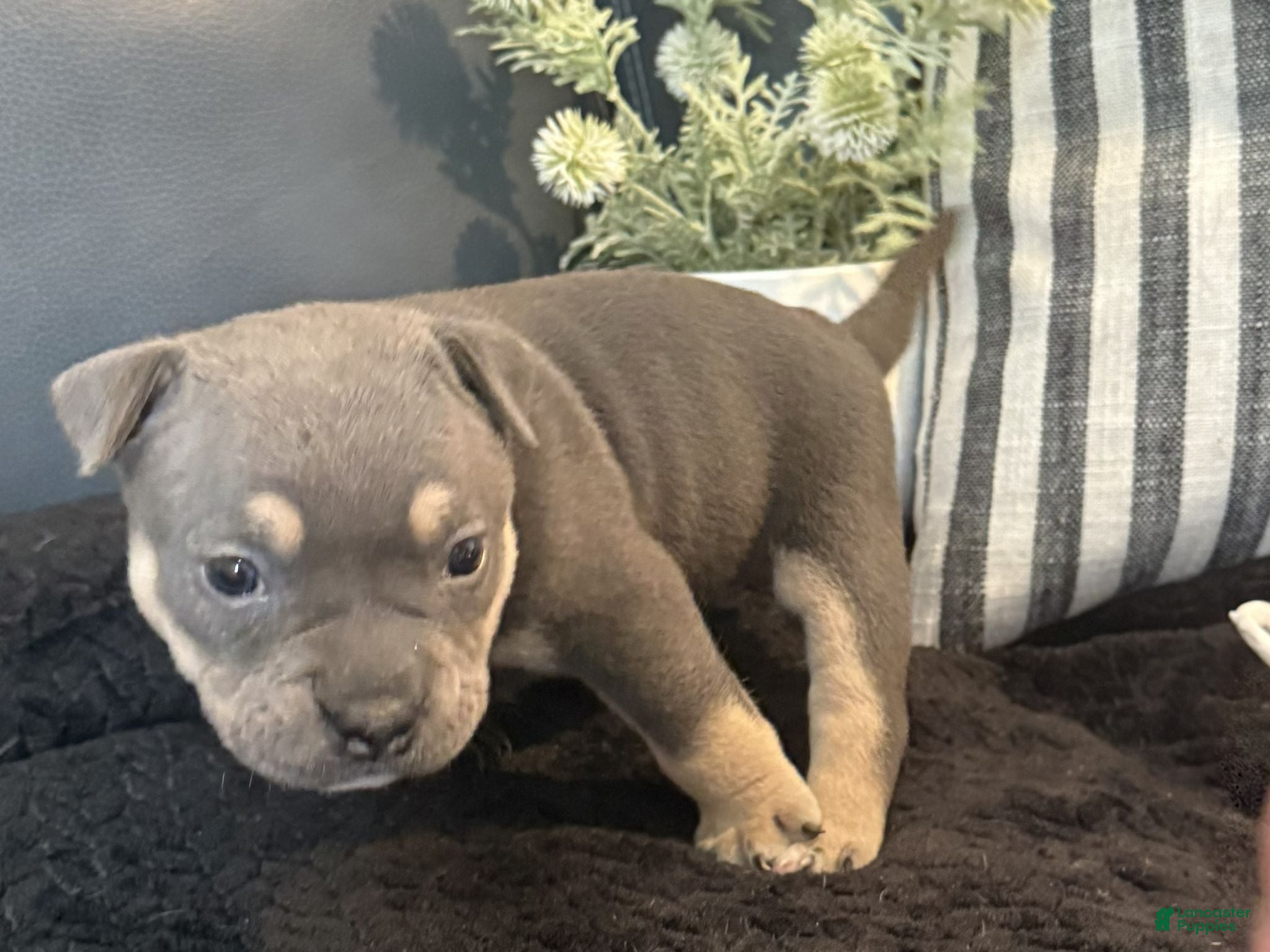 American Bully dogs Nixie - Ad 1