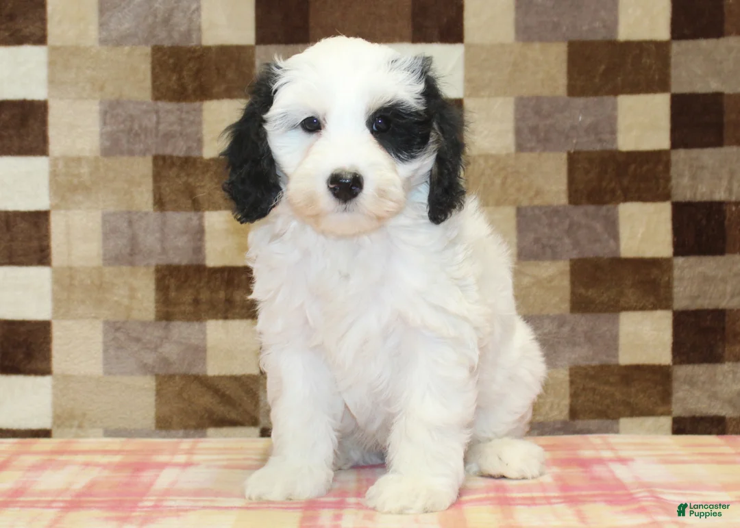 Mini Bernedoodle dogs for sale: AJ - Ad 3