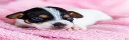 Mixed Breed dogs for sale: Taley - Ad 16