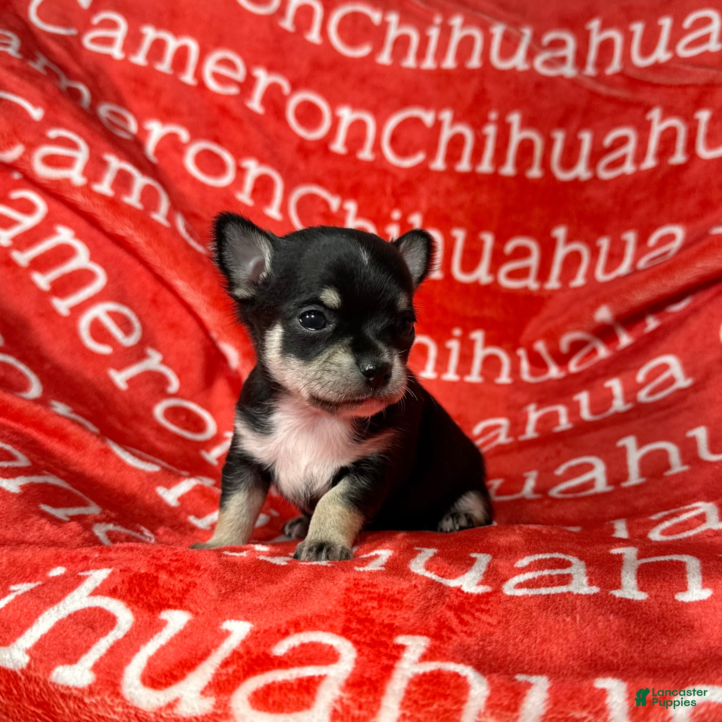 Chihuahua dogs Porter Tiny Short Coat - Ad 5