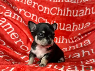 Chihuahua dogs Porter Tiny Short Coat - Ad 5