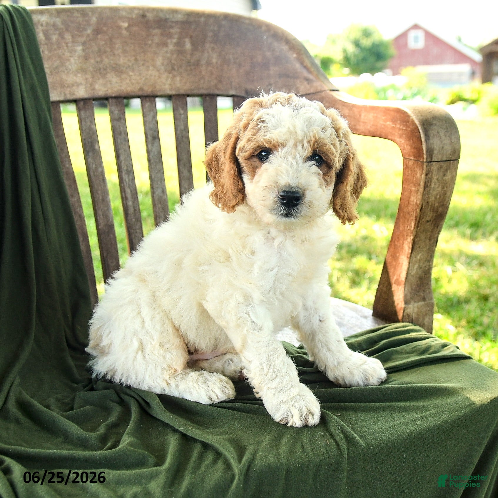 Goldendoodle dogs Brett - Ad 1
