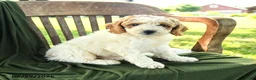 Goldendoodle dogs for sale: Brett - Ad 1