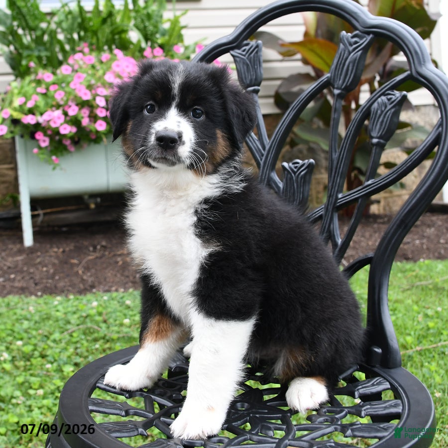 Miniature Australian Shepherd dogs Shenandoah - Ad 2