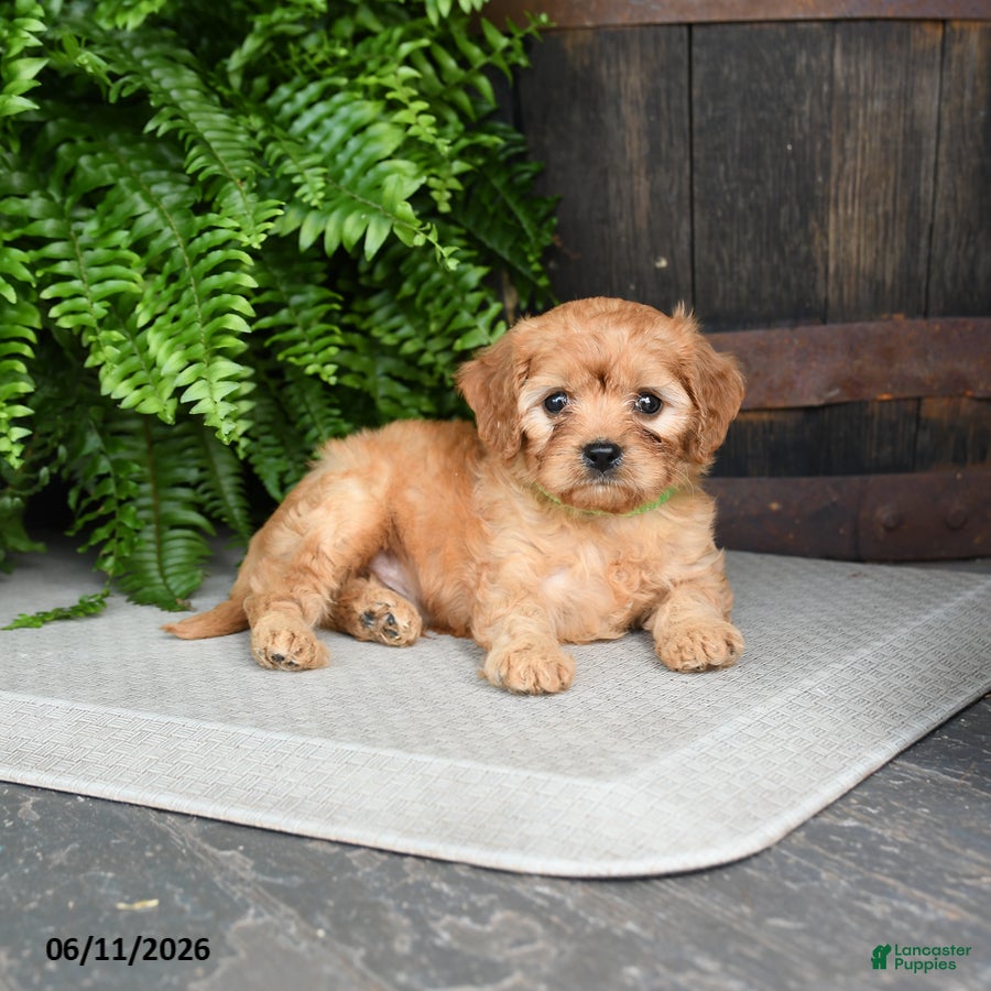 Cavapoo dogs Kiwi - Ad 2