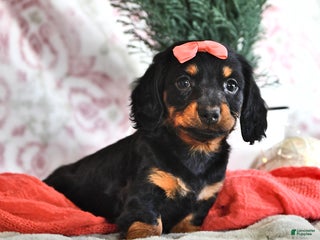 Miniature Dachshund dogs Marcy - Ad 38