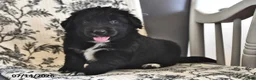Mixed Breed dogs for sale: Tiny - Ad 5