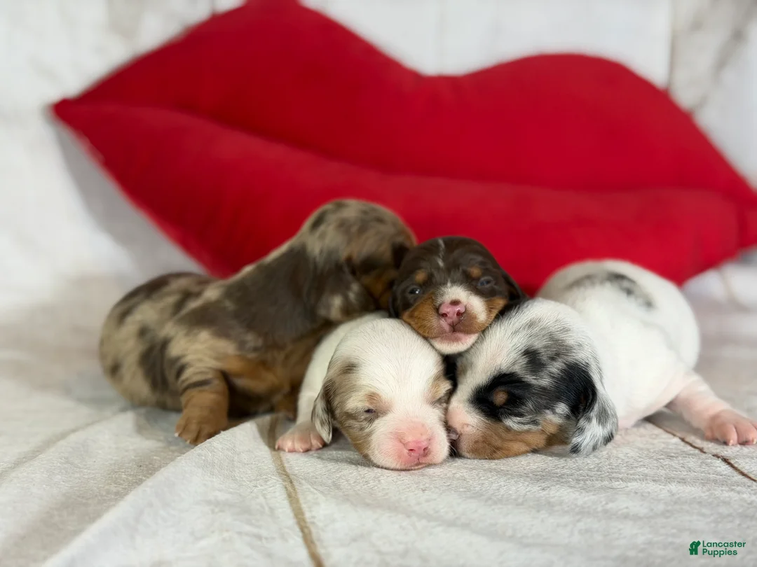 Miniature Dachshund dogs for sale: Akc Flicka LH DNA OFA  - Ad 6