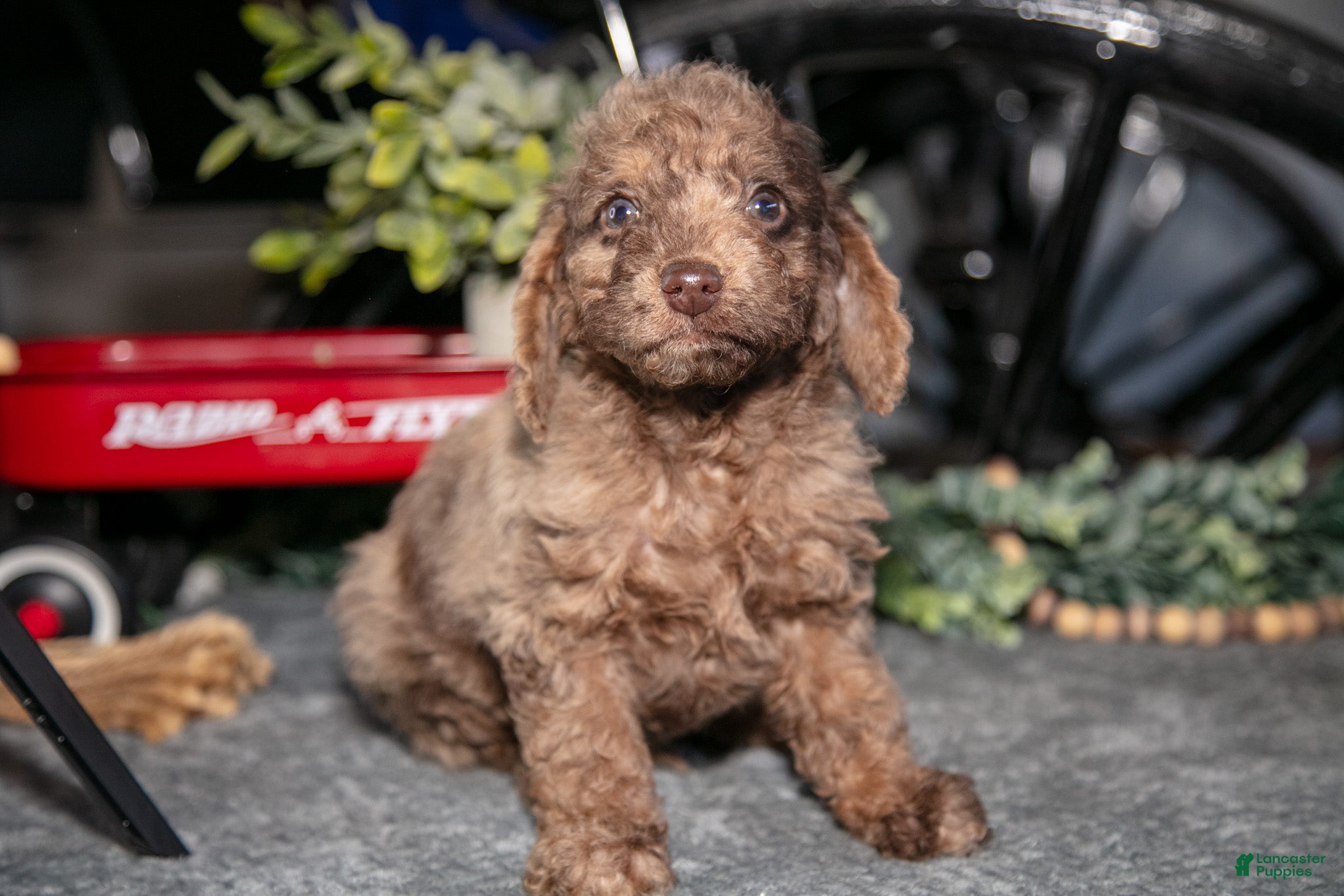 Mixed Breed dogs Jordan - Ad 2