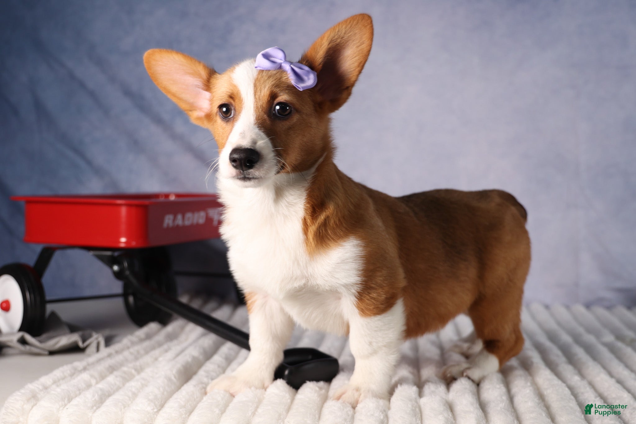 Welsh Corgi Pembroke dogs Yo-Yo 💕 - Ad 2