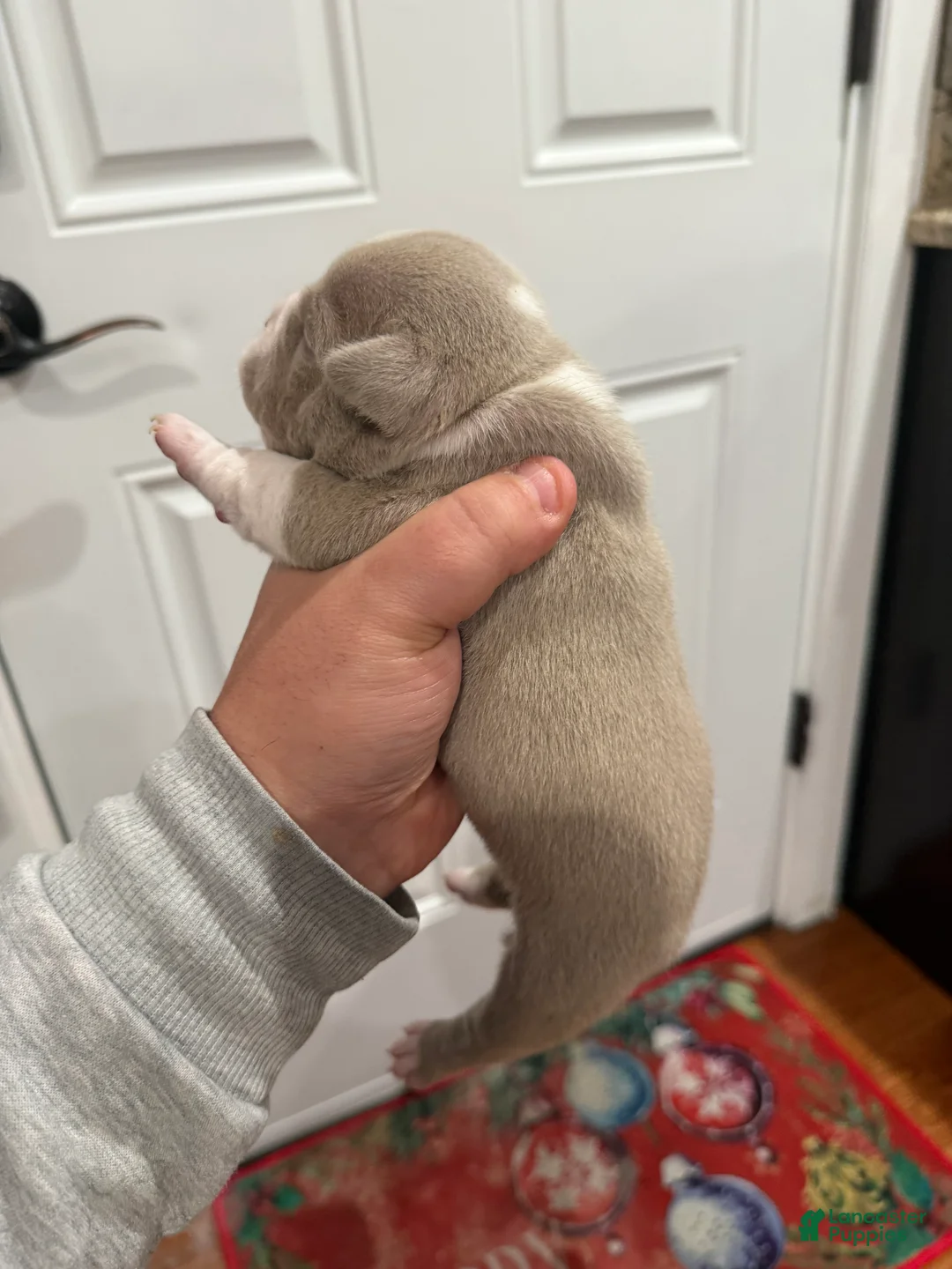 American Bully dogs for sale: American Bully Puppy 3 - Ad 2
