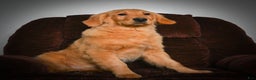Golden Retriever dogs for sale: Golden Retriever litter of 5 puppies - Ad 11