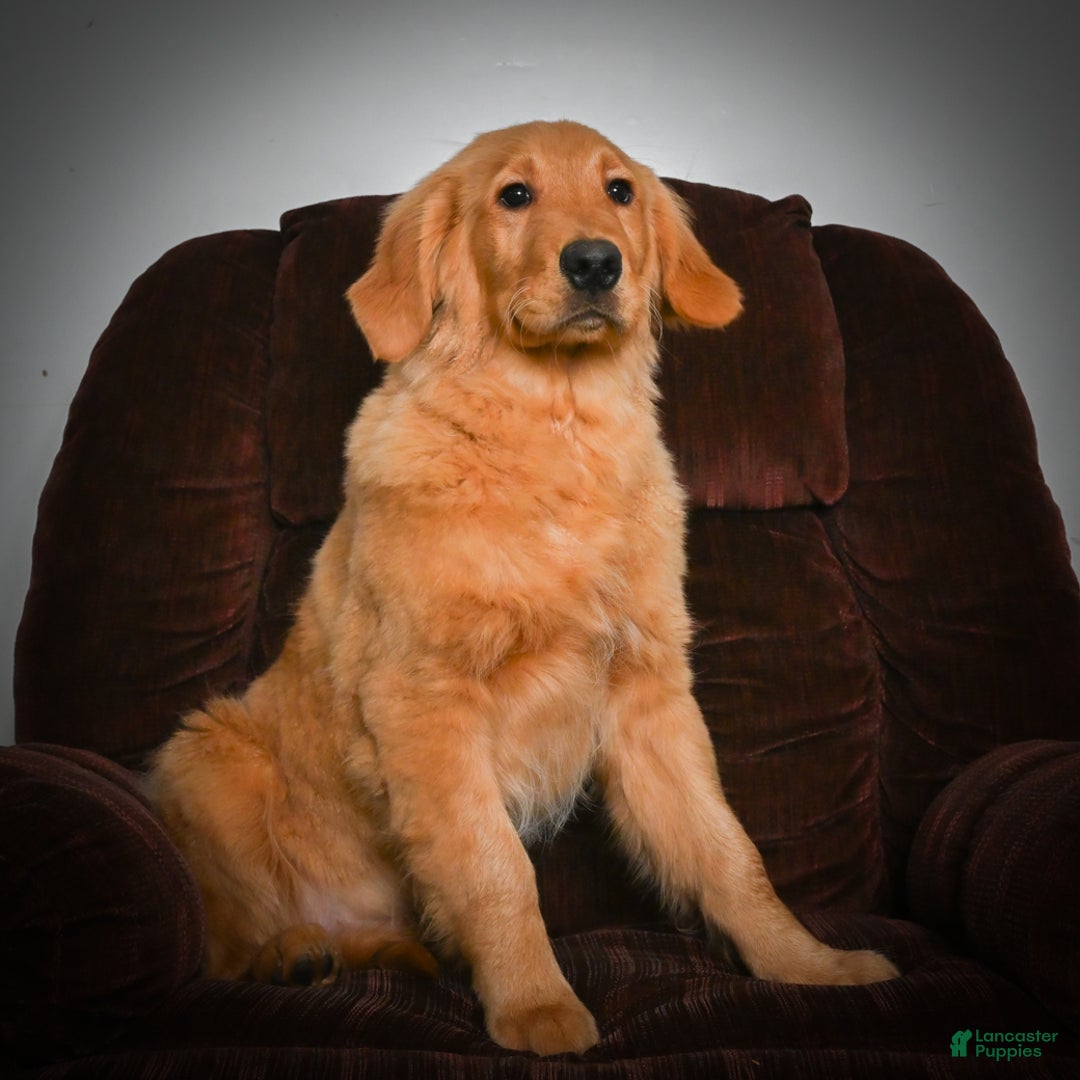 Golden Retriever dogs for sale: Golden Retriever litter of 5 puppies - Ad 11