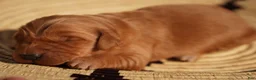 Golden Retriever dogs for sale: Daisy -AKC, Genetically Clear - Ad 11