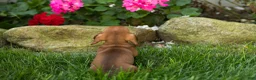 Miniature Dachshund dogs for sale: Ira  - Ad 10