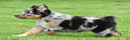 Australian Shepherd dogs for sale: Jody - Ad 6