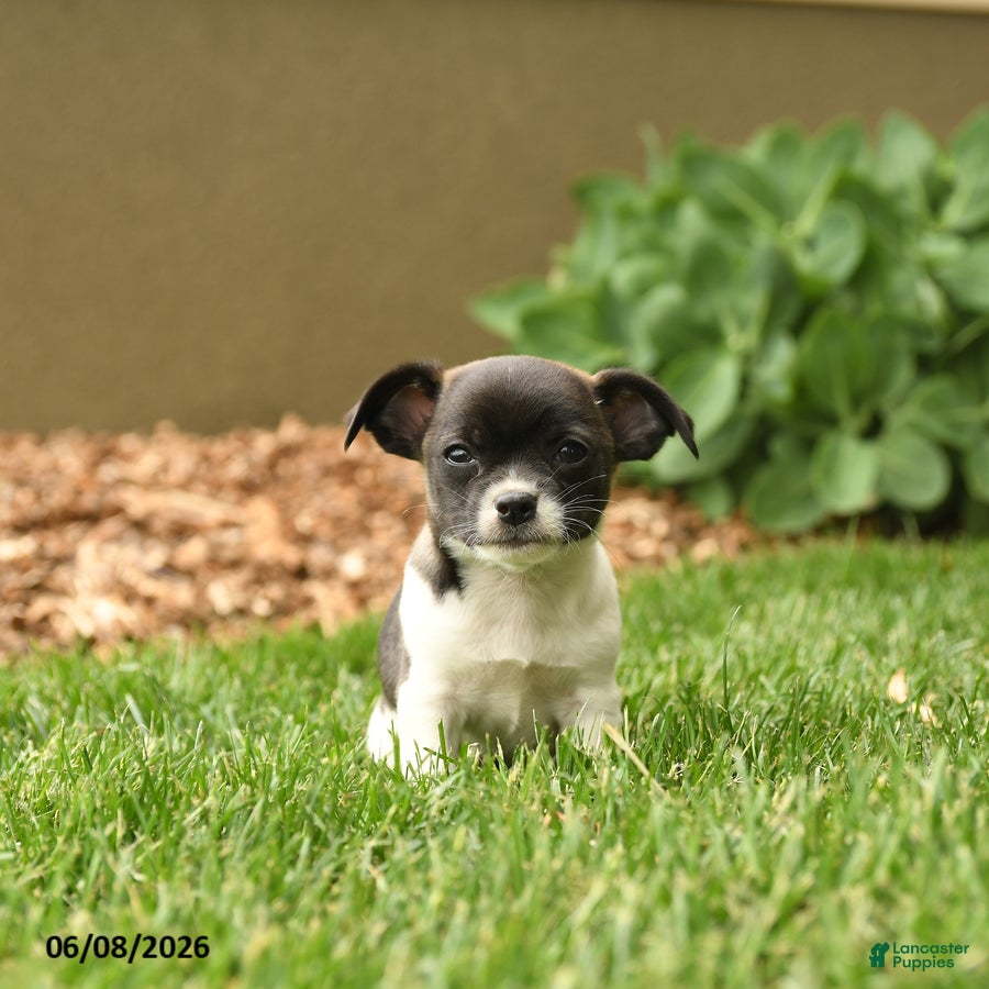 Chihuahua dogs Judge - Ad 1