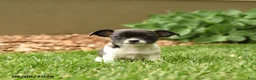 Chihuahua dogs for sale: Judge - Ad 1