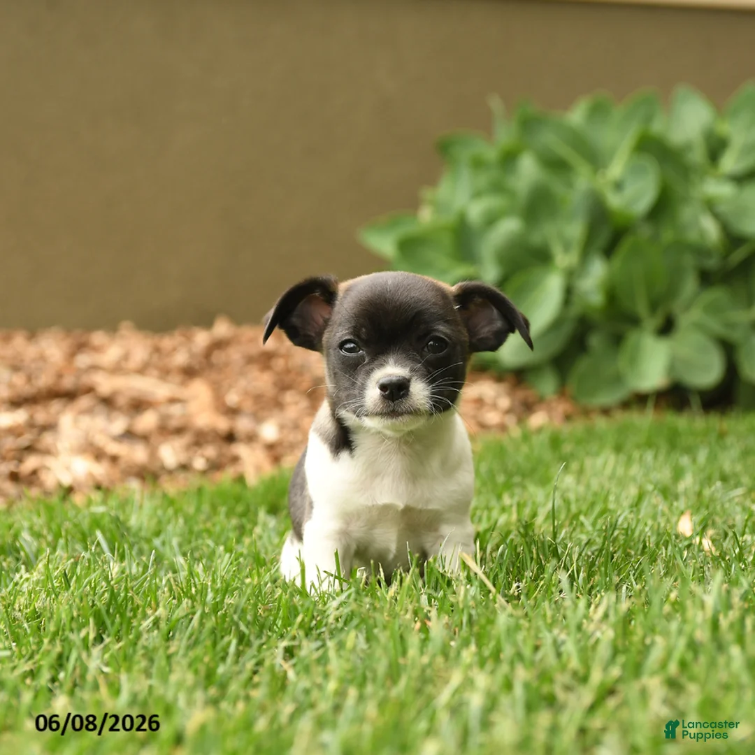Chihuahua dogs for sale: Judge - Ad 1