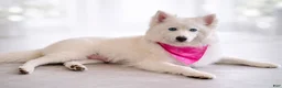 Pomsky dogs for sale: Orion - Toy Male Pomsky → The Real-Life Teddy Bear - Ad 8