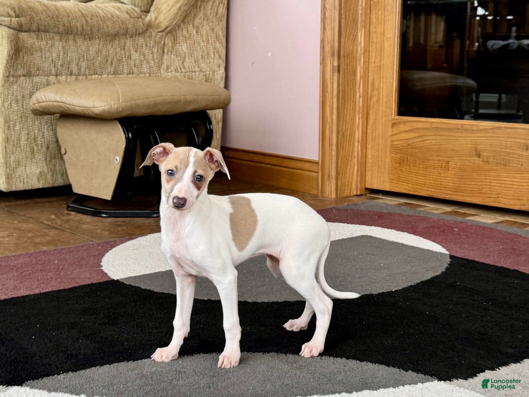 Italian Greyhound dogs for sale: Cindy - Ad 1
