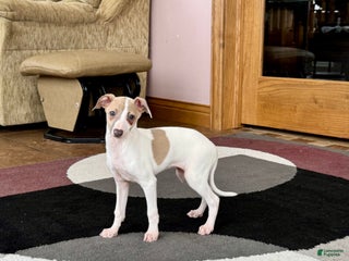 Italian Greyhound dogs Cindy - Ad 10