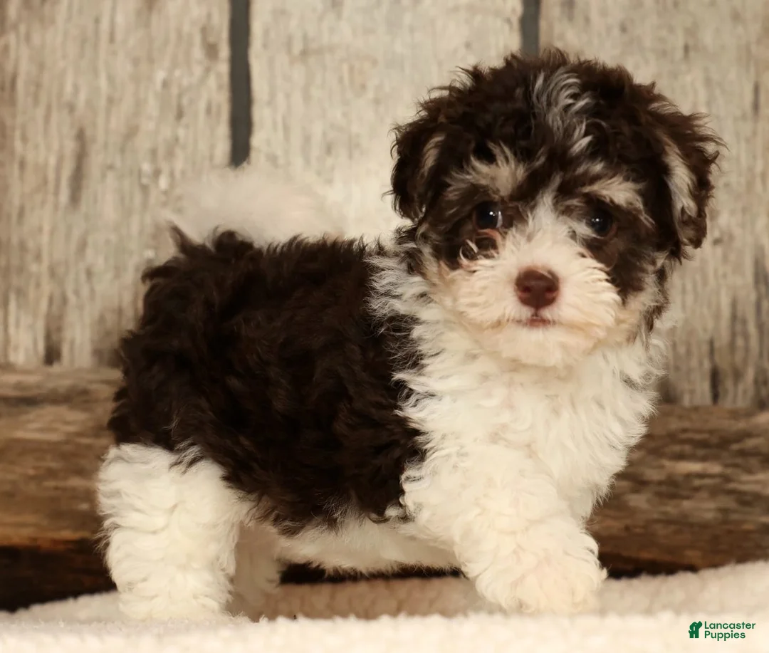 Havapoo dogs for sale: Brooklyn - Ad 1