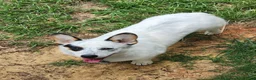 Mixed Breed dogs for sale: Male 2 - Ad 3