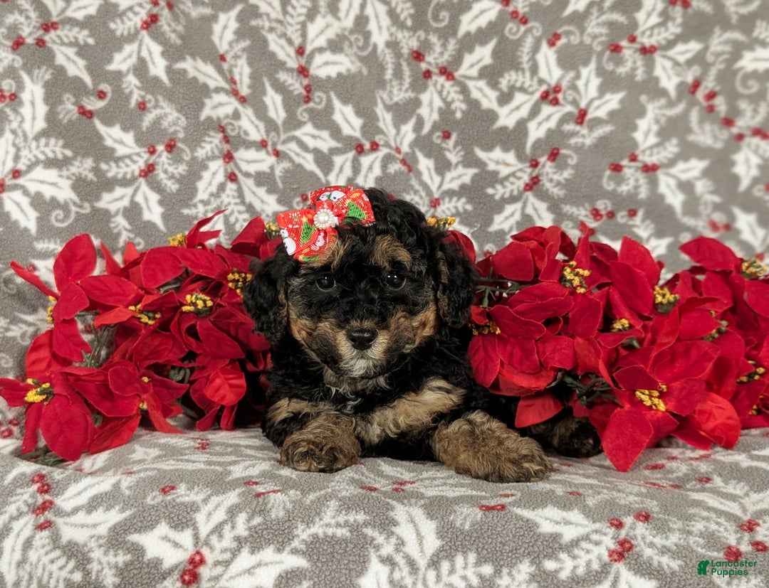 Havapoo dogs for sale: Camila Ready for Christmas!! - Ad 6