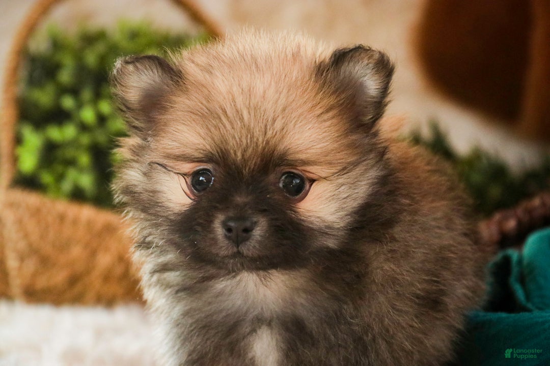 Pomeranian dogs for sale: Bingley - Ad 5
