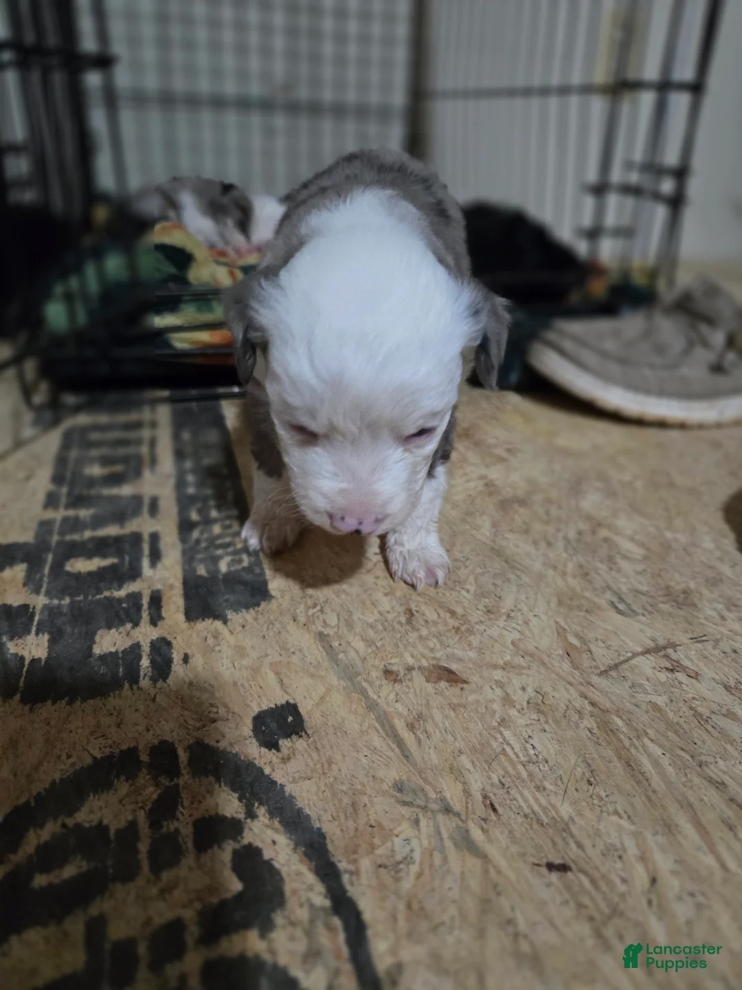 Miniature Australian Shepherd dogs for sale: Miniature Australian Shepherd Puppy 1 - Ad 1