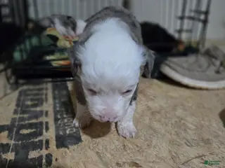 Miniature Australian Shepherd dogs Miniature Australian Shepherd Puppy 1 - Ad 21