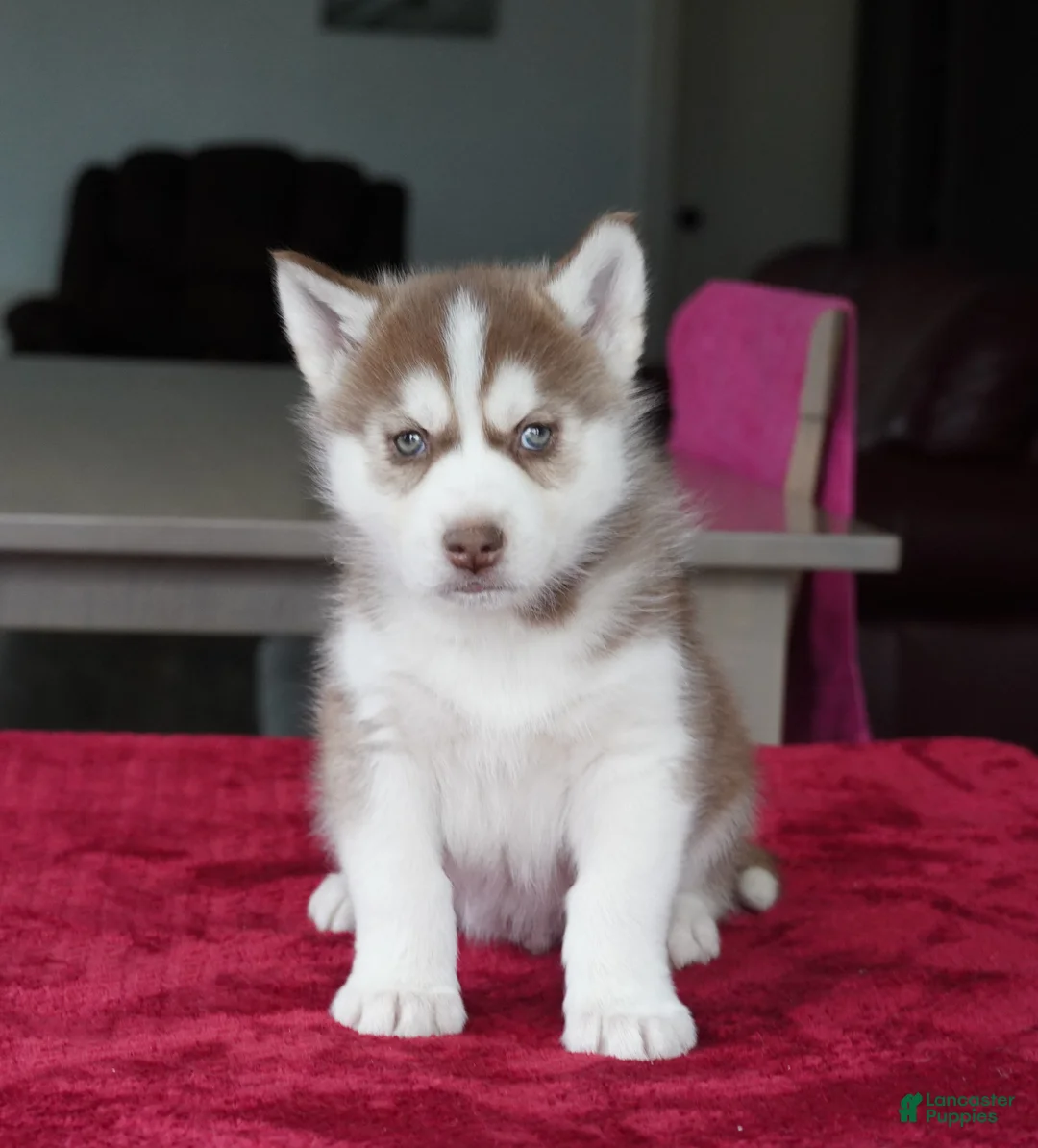 Siberian Husky dogs for sale: Rambo - Ad 2