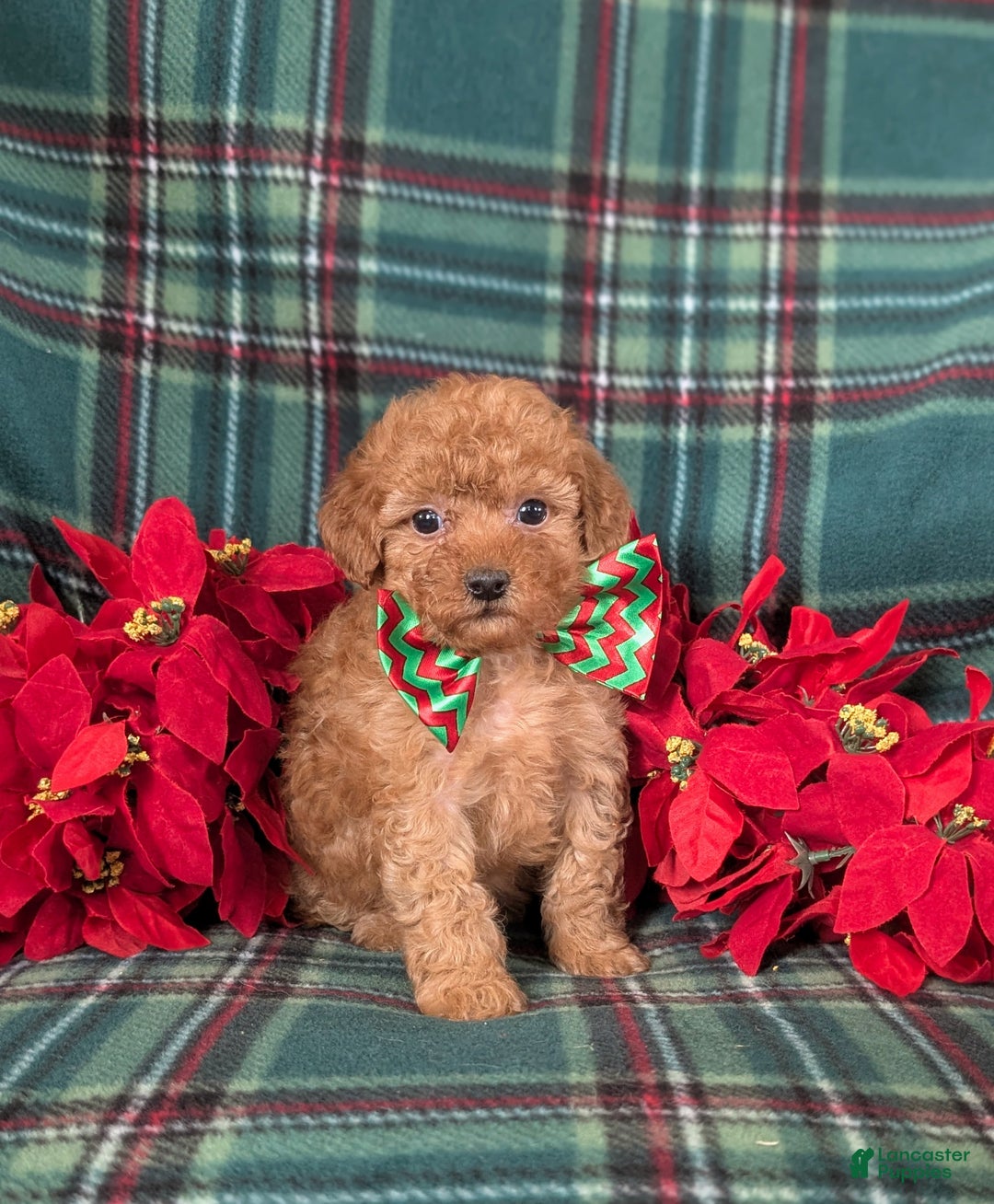Mini Goldendoodle dogs for sale: Badger 9 lbs Full Grown - Ad 5
