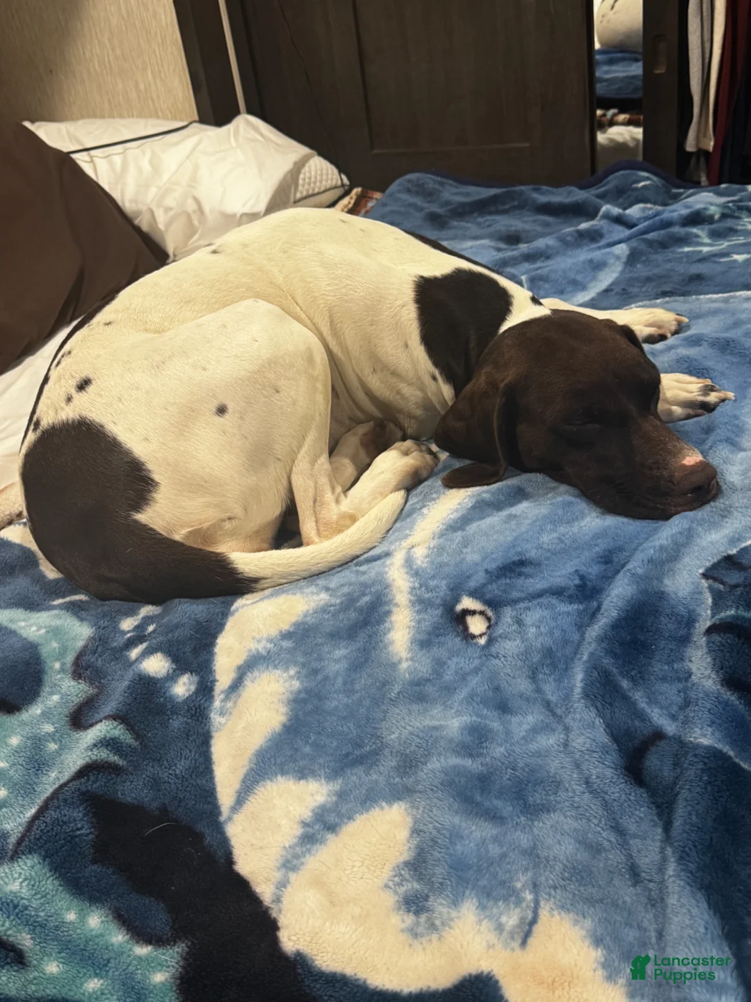 Mixed Breed dogs for sale: Shadow - Ad 3