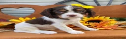 Cavalier King Charles Spaniel dogs for sale: Heidi- chocolate tri - Ad 3