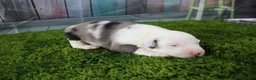 Miniature Australian Shepherd dogs for sale: Boston - Ad 10