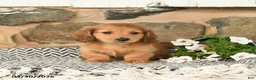 Miniature Dachshund dogs for sale: Kenny - Ad 2