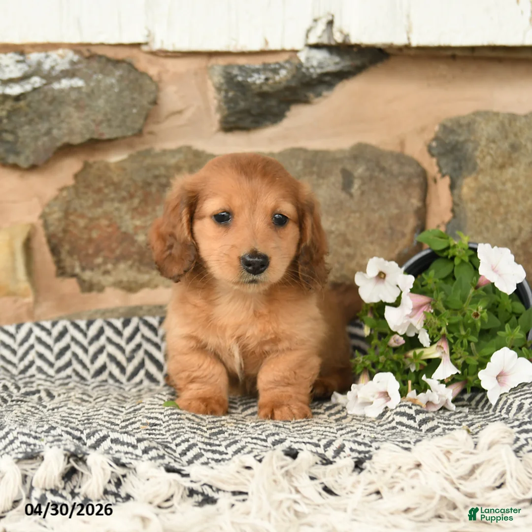 Miniature Dachshund dogs for sale: Kenny - Ad 2