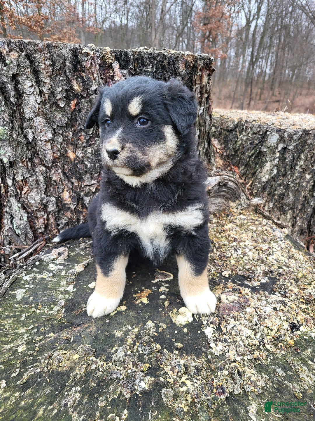 Mixed Breed dogs for sale: Lori - Ad 3