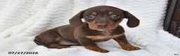 Miniature Dachshund dogs for sale: Darla - Ad 2