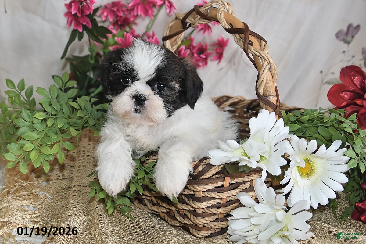 Shih Tzu dogs Ashley - Ad 20